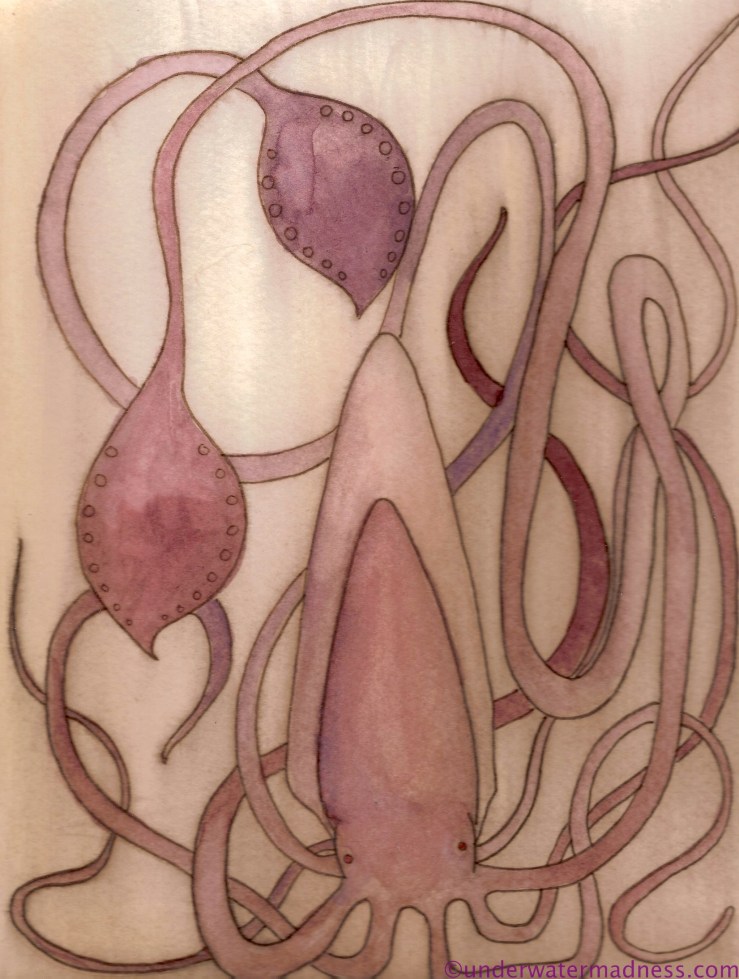 maroon squid